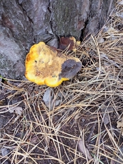 Phaeolus