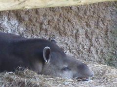 Tapirus