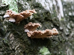 Schizophyllum commune