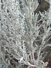 Artemisia tridentata