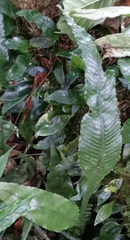 Leptochilus wrightii
