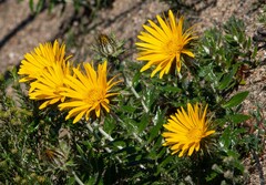 Berkheya barbata