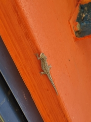 Lygodactylus chobiensis