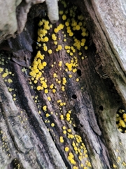 Calycina