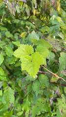 Vitis