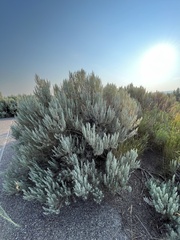 Artemisia tridentata
