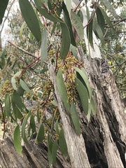 Eucalyptus pauciflora pauciflora