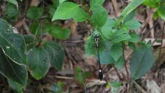 Anisogomphus anderi