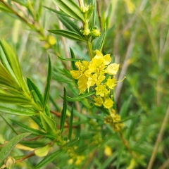 Heimia salicifolia