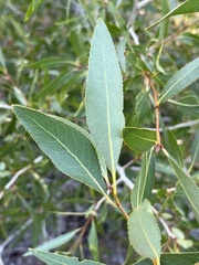 Populus angustifolia