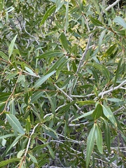 Populus angustifolia