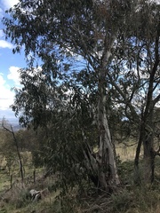 Eucalyptus pauciflora pauciflora