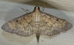 Herpetogramma fluctuosalis