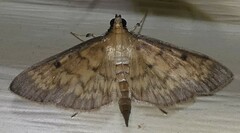 Herpetogramma fluctuosalis