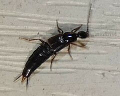 Staphylinini