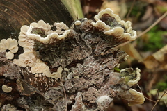 Auricularia mesenterica