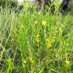 Heimia salicifolia