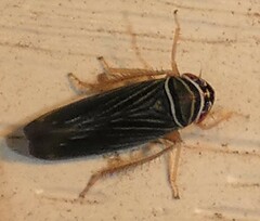 Tylozygus bifidus