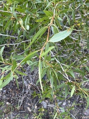 Populus angustifolia