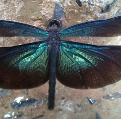 Rhyothemis plutonia