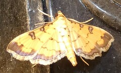 Ategumia ebulealis