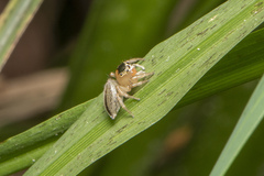 Maratus scutulatus