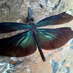 Rhyothemis plutonia