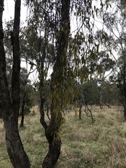 Amyema miquelii