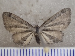 Phazaca interrupta