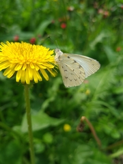 Hesperocharis paranensis