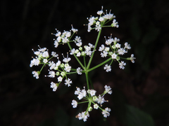 Spuriopimpinella calycina