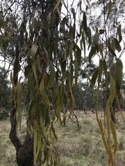 Amyema miquelii