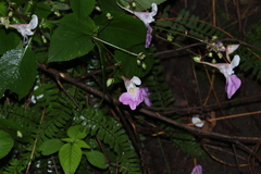 Impatiens balfourii