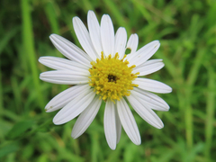 Aster pinnatifidus