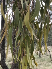 Amyema miquelii