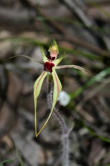 Caladenia parva