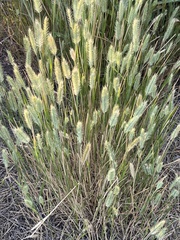Agropyron cristatum
