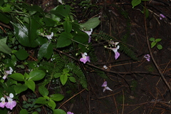 Impatiens balfourii