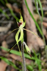 Caladenia parva