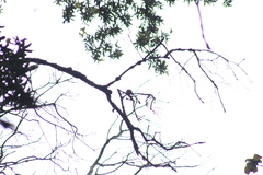 Mitrephanes phaeocercus