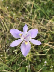 Moraea setifolia