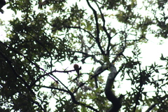 Mitrephanes phaeocercus