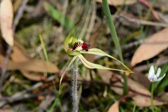 Caladenia parva