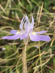 Moraea setifolia