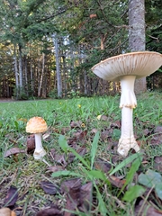 Amanita muscaria