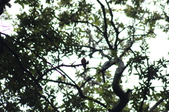 Mitrephanes phaeocercus