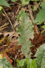 Podosphaera erigerontis-canadensis