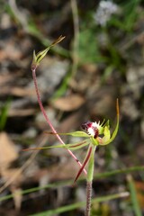 Caladenia parva