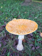 Amanita muscaria