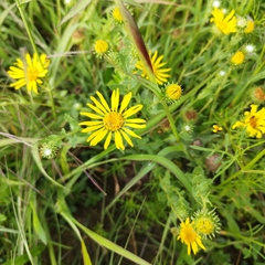 Grindelia inuloides